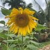 amandabrown066